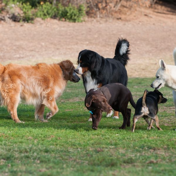 group of dogs meeting each other in a park