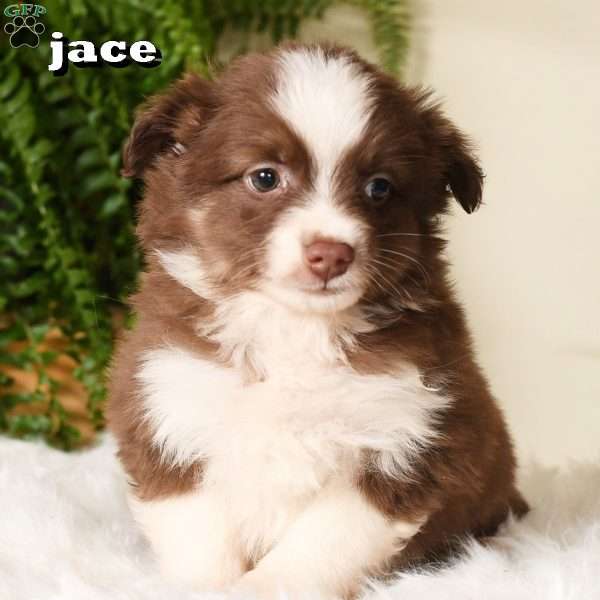 Jace, Miniature Australian Shepherd Puppy