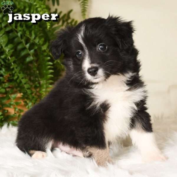 Jasper, Miniature Australian Shepherd Puppy