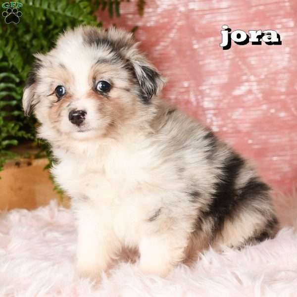 Jora, Miniature Australian Shepherd Puppy
