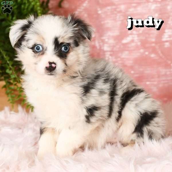 Judy, Miniature Australian Shepherd Puppy
