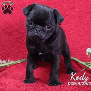 Kody, Pug Puppy