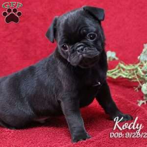 Kody, Pug Puppy