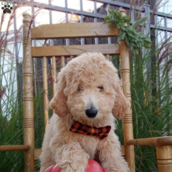 Theo, Goldendoodle Puppy