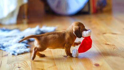 6 Cute Christmas Card Dog Photo Ideas