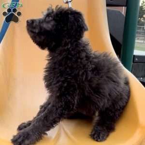Oogie  F1b, Bernedoodle Puppy