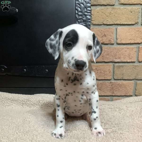 Roxie, Dalmatian Puppy