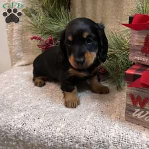 Dachshund Puppies For Sale 