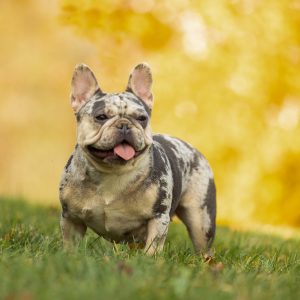 Ivan & Lorene Yoder, View Puppies Breeder