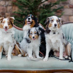 Tammy Weaver, View Puppies Breeder