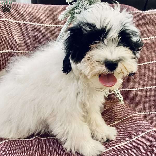 Buster, Pomapoo Puppy