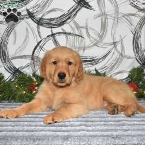 Murphy, Golden Retriever Puppy