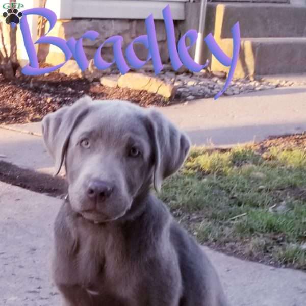Bradley, Silver Labrador Retriever Puppy