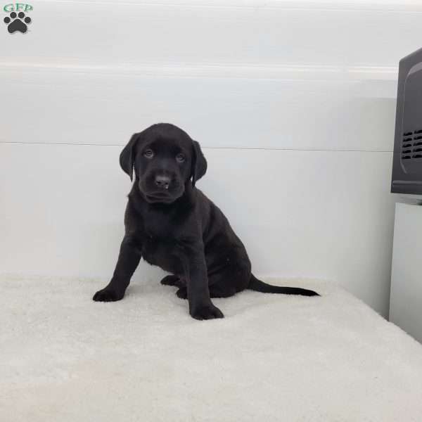 Max, Black Labrador Retriever Puppy