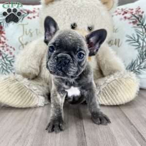 Frenchton Puppies for Sale | Greenfield Puppies