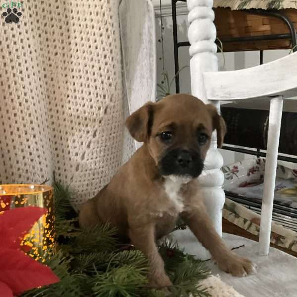 Brownie, Pug Mix Puppy
