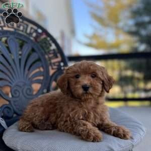 Lizzie, Miniature Poodle Puppy