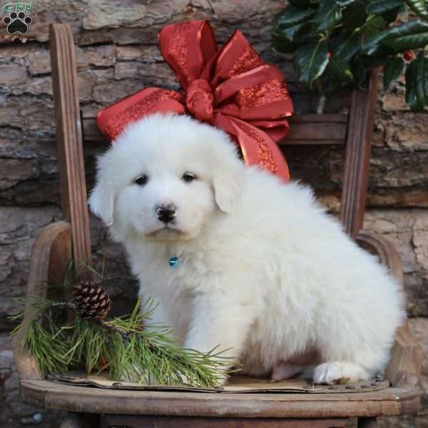 Nicky, Great Pyrenees Puppy