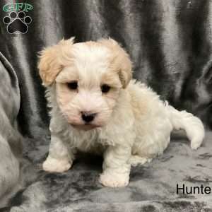 how do havanese hunt