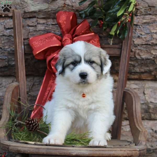 Ruby, Great Pyrenees Puppy