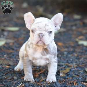 Star, French Bulldog Puppy