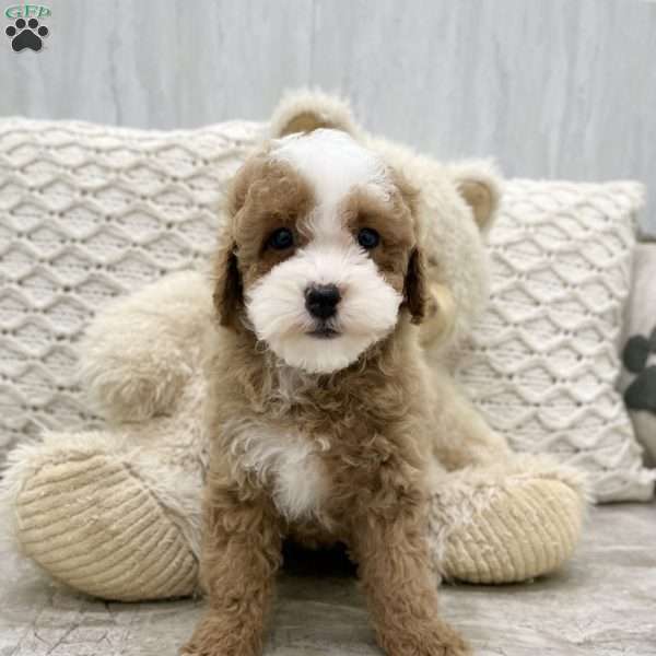 Marko, Miniature Poodle Puppy