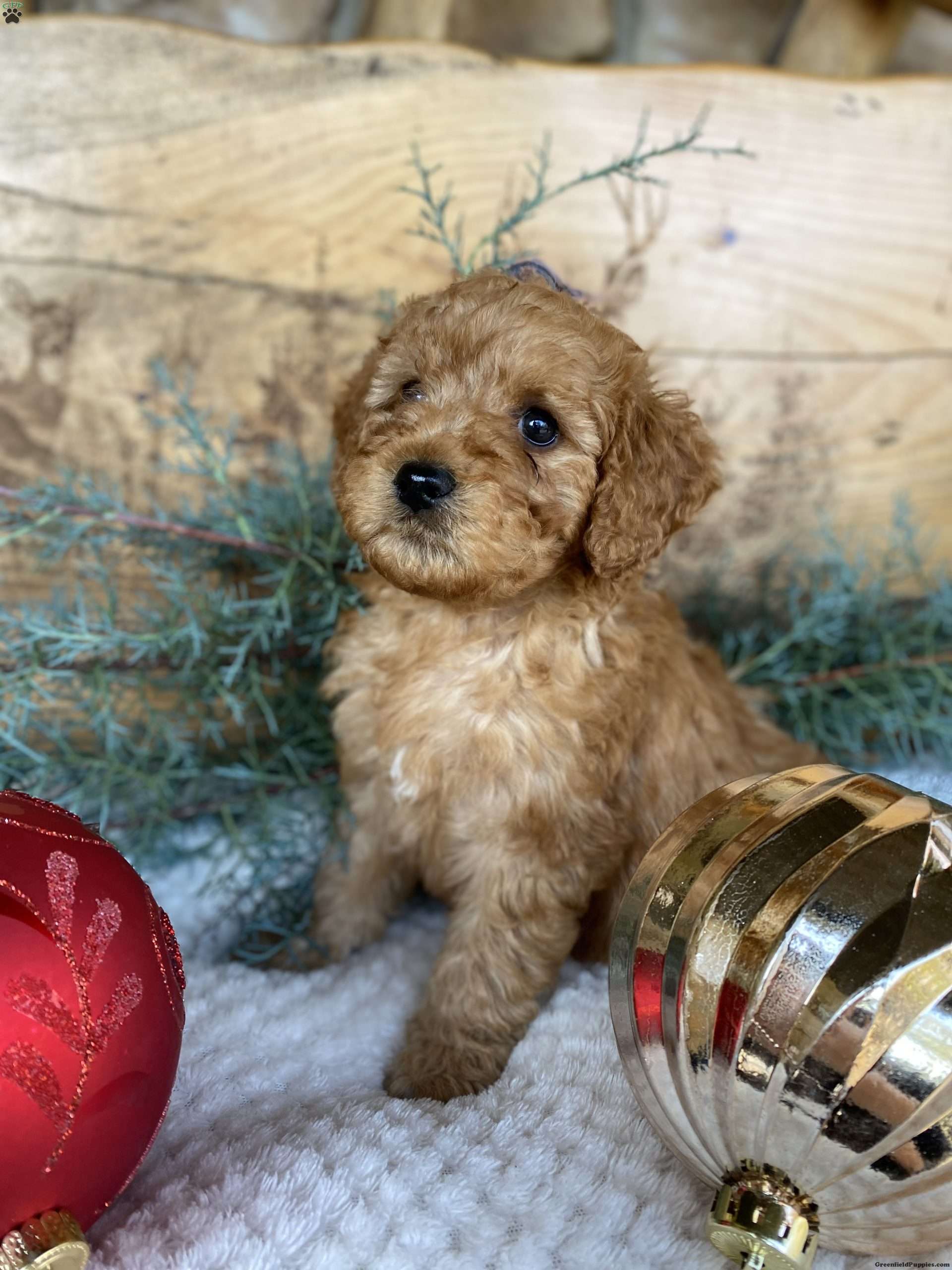 what is an f2b mini goldendoodle