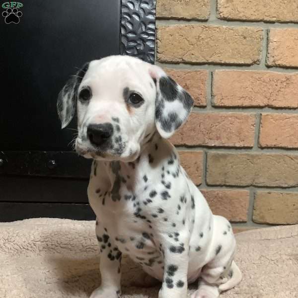 Marshal, Dalmatian Puppy