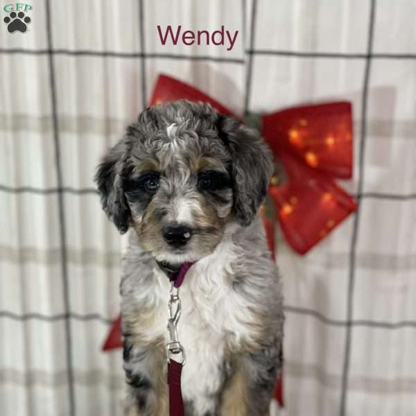 Wendy, Bernedoodle Puppy