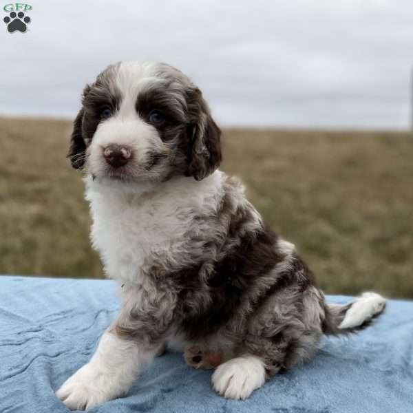 Beau, Aussiedoodle Puppy