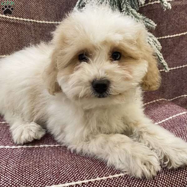 Baxter, Pomapoo Puppy