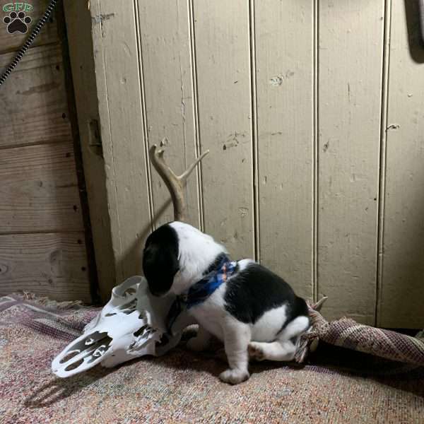 Rubble, Beagle Puppy
