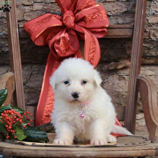 Chelsy, Great Pyrenees Puppy