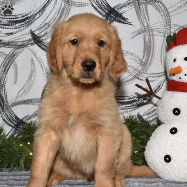 Murphy, Golden Retriever Puppy