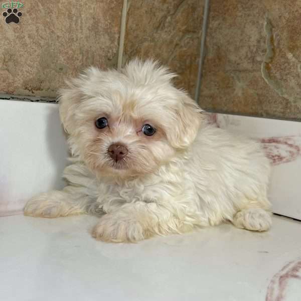 Abby, Havanese Puppy