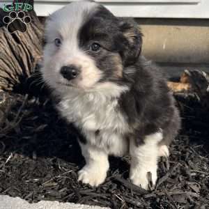 unregistered mini australian shepherd puppies sale