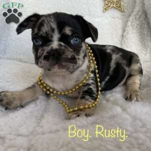 Rusty, French Bulldog Puppy