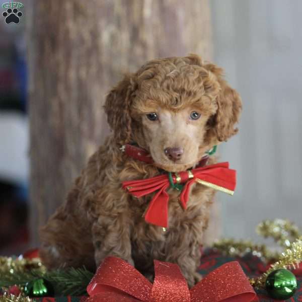 Samson, Miniature Poodle Puppy