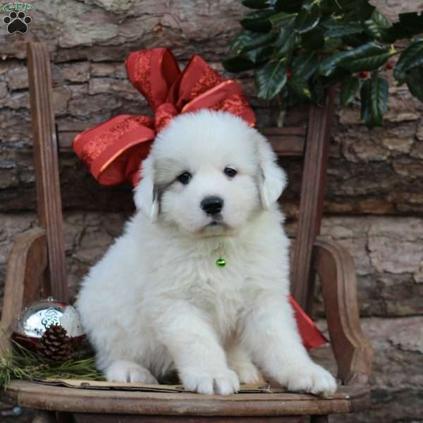 Bently, Great Pyrenees Puppy