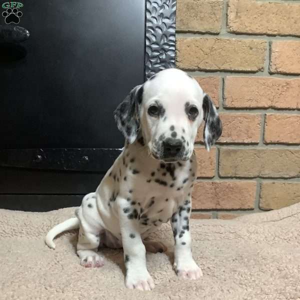 Holly, Dalmatian Puppy
