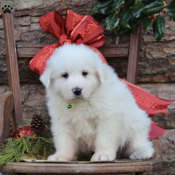 Ricky, Great Pyrenees Puppy