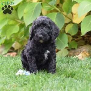 Puppies for Sale Under $500 - Price Under $500 | Greenfield Puppies