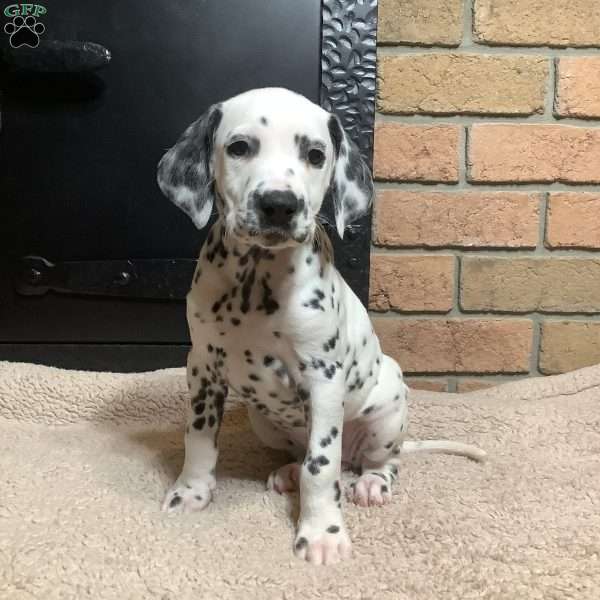 Jewel, Dalmatian Puppy