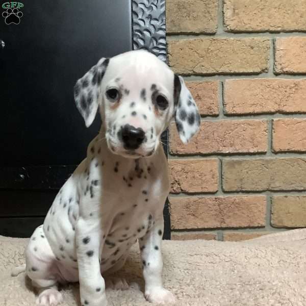 Paige, Dalmatian Puppy