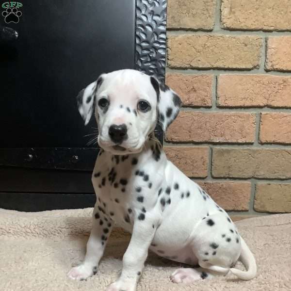 Ruby, Dalmatian Puppy