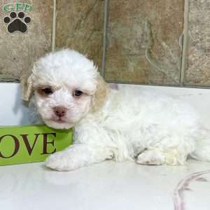Cody, Havapoo Puppy