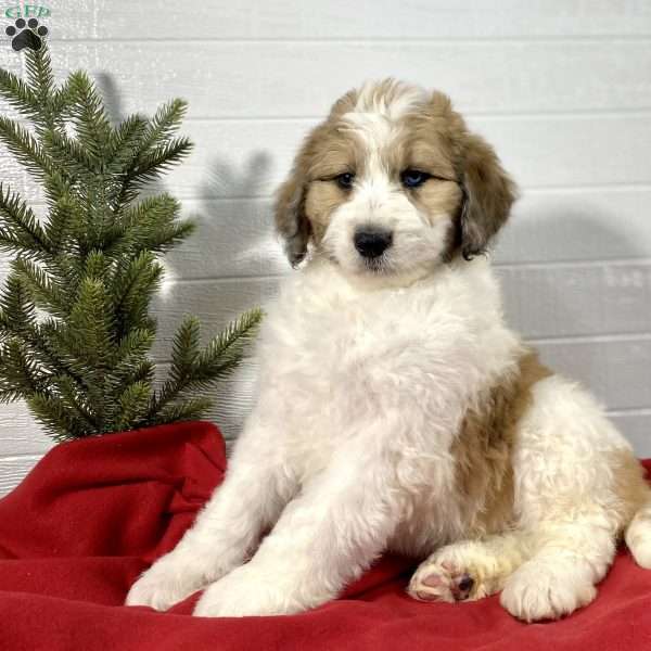 Claus, Aussiedoodle Puppy