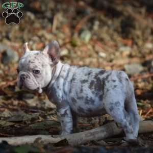 Star, French Bulldog Puppy
