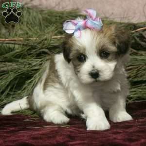 Havapoo Puppies For Sale | Greenfield Puppies