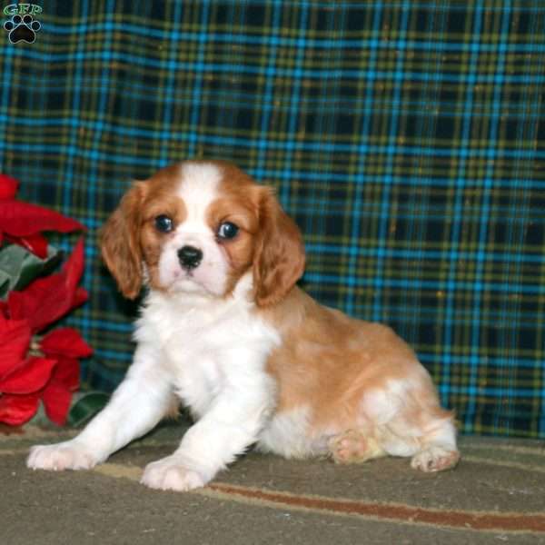 Alex, Cavalier King Charles Spaniel Puppy